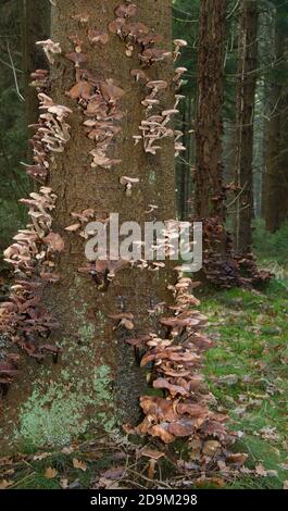 Peuplement de sapins, infectés par des champignons miel, Armillaria ostoyae, et morts ou mourants Banque D'Images