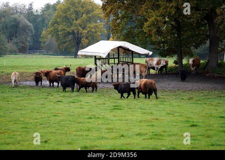 Vue d'un troupeau de vaches de haute montagne paissant près d'un hangar dans une ferme Banque D'Images