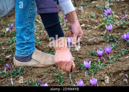 Collection de fleurs de safran sur le terrain. Mains récolte de crocus sativus, communément connu sous le nom de crocus safran, plante délicate de pétales violets du grou Banque D'Images