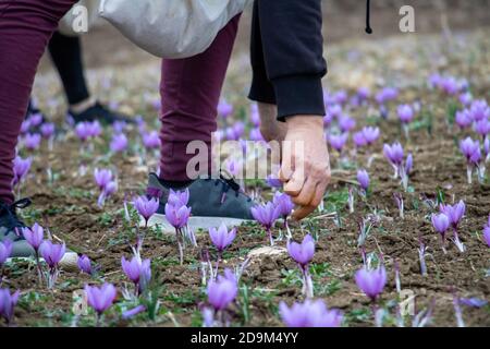 Collection de fleurs de safran sur le terrain. Mains récolte de crocus sativus, communément connu sous le nom de crocus safran, plante délicate de pétales violets du grou Banque D'Images