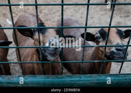 Des chèvres ou des moutons à l'aspect mignon dans une cage demandant de la nourriture. Des animaux en captivité mis en cage détenaient des prisonniers dans un zoo ou dans une ferme. Groupe de jeunes chèvres brunes domestiques Banque D'Images