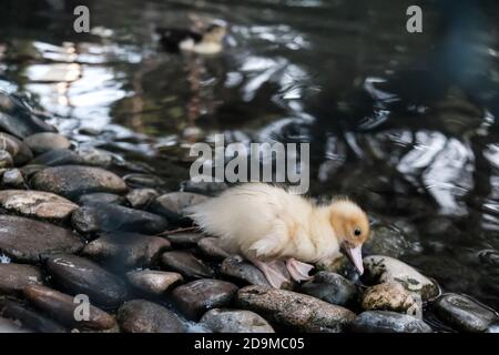 Joli petit drôle de caneton jaune dans un étang. Marcher sur des pierres à la recherche de nourriture. Enfermé dans un zoo derrière une clôture verte. Un petit magret de canard doux et triste Banque D'Images