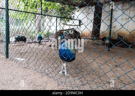 Paon bleu vif marchant dans un zoo derrière la clôture. Oiseaux sauvages en captivité pour le divertissement touristique. Magnifique paon coloré tenu captif Banque D'Images