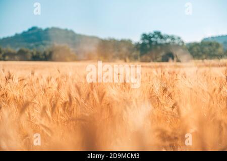 Gros plan des épis de blé doré sur le terrain. Champ de blé. Gros plan sur les oreilles de blé doré. Belle nature coucher de soleil paysage. Paysage rural sous le soleil Banque D'Images