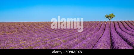 Fleurs de lavande champs fleuris sans fin rangs. Valensole Provence. Champ de lavande à fleurs violettes magnifique ciel et arbres pittoresques Banque D'Images