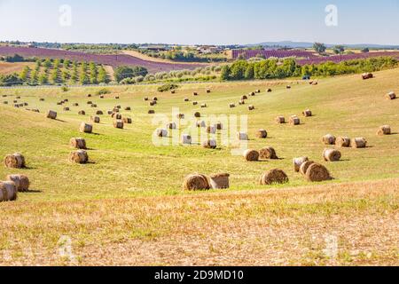 Balles de foin rondes en paysage de collines. Campagne champ rural avec fleurs de lavande sur les terres agricoles, paysage rural paisible, prairie, nature idyllique Banque D'Images