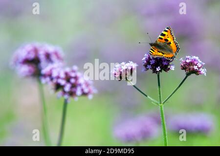 Aglais urticaire papillon sur fleur insecte, Verbena bonariensis Banque D'Images