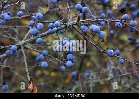 Foyer sélectif des bleuets mûres de l'épine-noir dans la forêt Banque D'Images