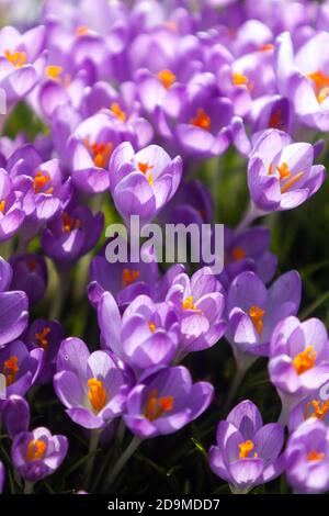 Crocus fleurs de printemps Crocus dans le jardin Banque D'Images