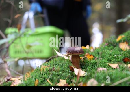 Petit champignon boletus edulis dans une étonnante mousse verte Banque D'Images