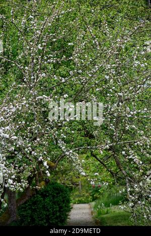 fleur de pomme,fleur de pommier,fleurs de malus,fleur,fleurs,printemps,arbre,arbres,chemin,chemin,sentier,couverture,couvert,fleurs blanches,RM Floral Banque D'Images