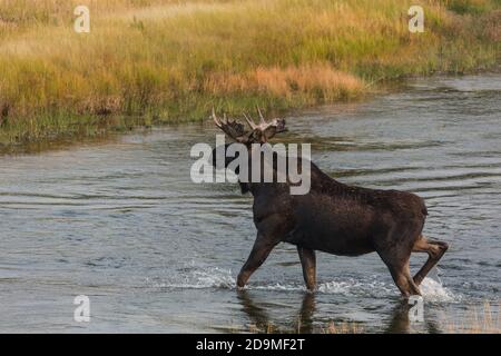 Un orignal à tête de taureau, Alces alces, traverse la rivière Madison dans le parc national de Yellowstone, dans le Wyoming. Banque D'Images