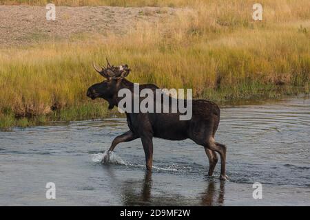 Un orignal à tête de taureau, Alces alces, traverse la rivière Madison dans le parc national de Yellowstone, dans le Wyoming. Banque D'Images