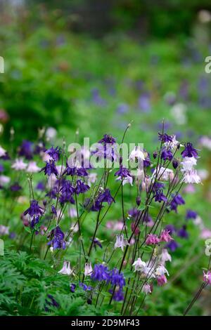 Aquilegia vulgaris,fleurs de couleur mélangée rose violet et violet,fleurs,fleurs,vivaces,colonnines,columbine,aquilegia,aquilegias,RM Floral Banque D'Images