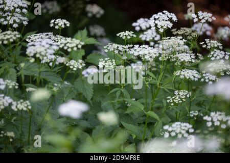 Gewöhnlicher Giersch, Giersch, Geißfuß, blühend, Blüte, Blüten, Aechopodium podagraria, aîné, herbe gerard, mauvaise herbe de l'évêque, gouteed, moût de goutte, Banque D'Images