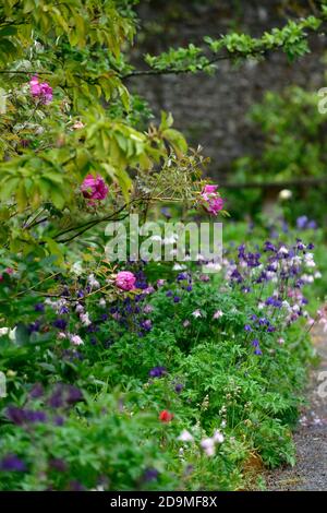 Pivoine rose,pivoines roses,Aquilegia vulgaris,fleurs de couleur mixte rose et violet,fleurs,fleurs,vivaces,colonnines,columbine,aquilegia,aquilegias, Banque D'Images