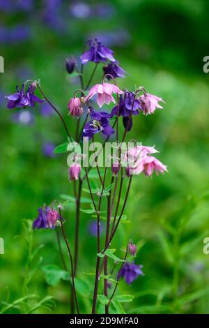 Aquilegia vulgaris,fleurs de couleur mixte rose et violet,fleurs,fleurs,vivaces,colonnines,columbine,aquilegia,aquilegias,RM Floral Banque D'Images