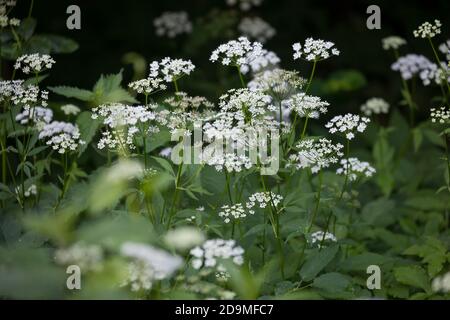 Gewöhnlicher Giersch, Giersch, Geißfuß, blühend, Blüte, Blüten, Aechopodium podagraria, aîné, herbe gerard, mauvaise herbe de l'évêque, gouteed, moût de goutte, Banque D'Images