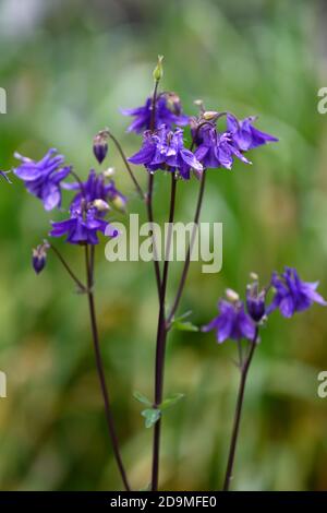 Aquilegia vulgaris,fleurs violettes,fleurs,fleurs,vivaces,colonnines,columbine,aquilegia,aquilegias,RM Floral Banque D'Images