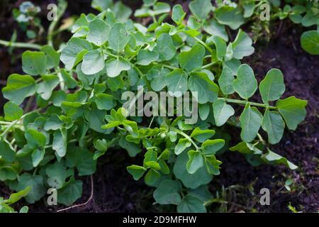 Bitteres Schaumkraut, Blatt, Blätter vor der Blüte, Bitter-Schaumkraut, Falsche Brunnenkresse, Bitter-Schaumkraut, Bitterkresse, Wildkresse, Wild-Kres Banque D'Images