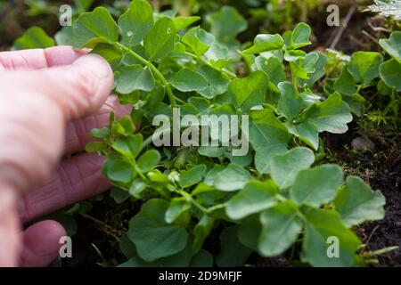 Bitteres Schaumkraut, Blatt, Blätter vor der Blüte, Bitter-Schaumkraut, Falsche Brunnenkresse, Bitter-Schaumkraut, Bitterkresse, Wildkresse, Wild-Kres Banque D'Images