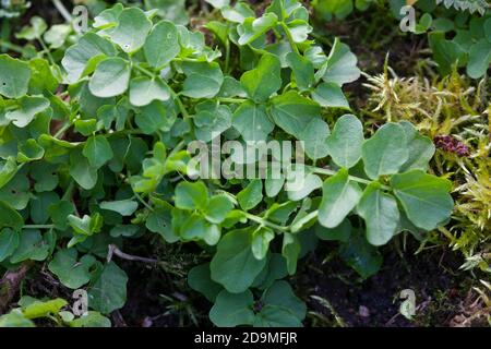 Bitteres Schaumkraut, Blatt, Blätter vor der Blüte, Bitter-Schaumkraut, Falsche Brunnenkresse, Bitter-Schaumkraut, Bitterkresse, Wildkresse, Wild-Kres Banque D'Images