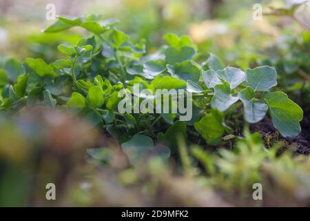 Bitteres Schaumkraut, Blatt, Blätter vor der Blüte, Bitter-Schaumkraut, Falsche Brunnenkresse, Bitter-Schaumkraut, Bitterkresse, Wildkresse, Wild-Kres Banque D'Images