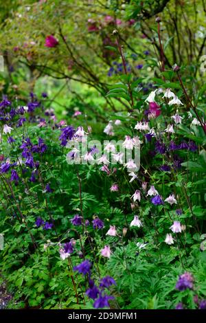 Aquilegia vulgaris,fleurs de couleur mixte rose et violet,fleurs,fleurs,vivaces,colonnines,columbine,aquilegia,aquilegias,RM Floral Banque D'Images