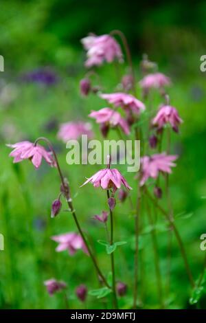 Aquilegia vulgaris,fleurs doubles roses,fleurs mixtes roses et violettes,fleurs,fleurs,vivaces,columbines,columbine,aquilegia,aquilegias,RM Floral Banque D'Images