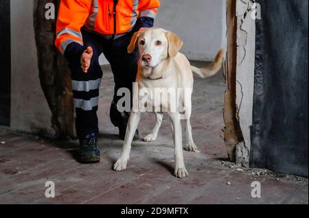 Formation de chien de secours, dans des maisons vides les chiens de détection pratiquent la recherche de personnes blessées, Herne, Rhénanie-du-Nord-Westphalie, Allemagne Banque D'Images