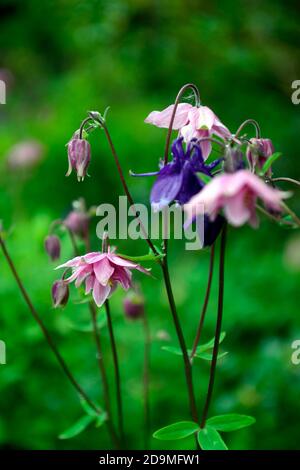 Aquilegia vulgaris,fleurs doubles roses,fleurs mixtes roses et violettes,fleurs,fleurs,vivaces,columbines,columbine,aquilegia,aquilegias,RM Floral Banque D'Images