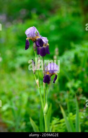 iris,Iris à barbe,Iris germanica,Iris allemand,Violet lilas rouille,coloré, rhizomatous,fleurs,RM Floral Banque D'Images