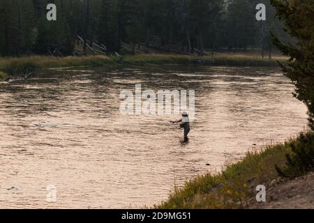 Une femme pêche à la mouche sur la rivière Madison, dans le parc national de Yellowstone, dans le Wyoming. Banque D'Images