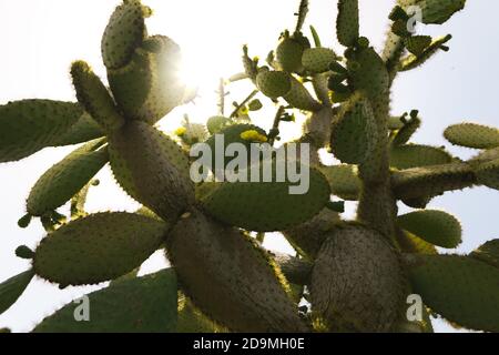 Plante de Cactus dans un endroit désertique Banque D'Images