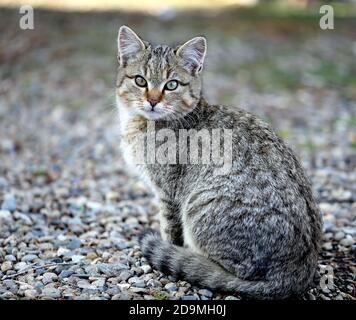 Photo d'un joli chaton drôle avec différents yeux dedans Les montagnes un jour ensoleillé Banque D'Images