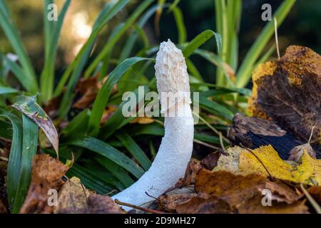 Le champignon commun de la stinkhornb (Phallus impudicus) (oeuf de Witch), sur le sol de la forêt, parmi les arbustes et les feuilles d’automne. Banque D'Images