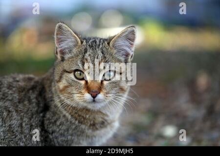 Photo d'un joli chaton drôle avec différents yeux dedans Les montagnes un jour ensoleillé Banque D'Images