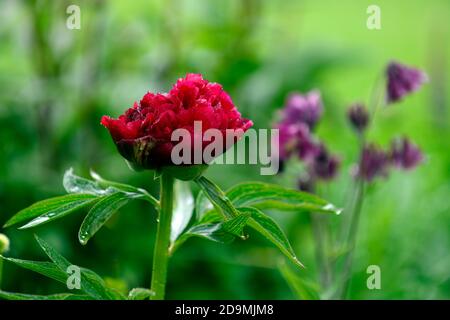 Paeonia lactiflora edulis superba,la pivoine pivoines,rose,fleur,double,fleurs,fleurs,plantes vivaces,lit,parfumée Floral RM Banque D'Images