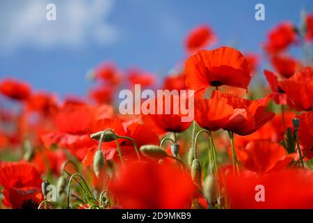 Allemagne, Bavière, haute-Bavière, quartier Altötting, coquelicots, coquelicots de maïs, rhoeas de Papaver, contre ciel bleu Banque D'Images