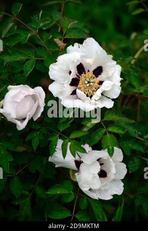 Paeonia suffruticosa,blanc violet taches,violet taches,blanc fleur de couleur,fleurs,floraison,arbre pivoine,printemps,jardin,jardins,RM Floral Banque D'Images