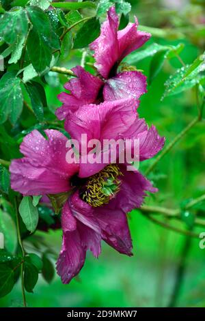 Paeonia suffruticosa,rose violet fleur,fleurs,floraison,arbre pivoine,printemps,jardin,jardins,RM Floral Banque D'Images