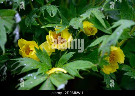 Paeonia suffruticosa,fleur de couleur jaune,fleurs,floraison,pivoine d'arbre,printemps,jardin,jardins,RM Floral Banque D'Images