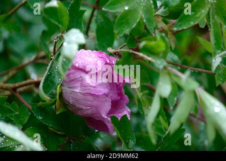 Paeonia suffruticosa,rose violet fleur,fleurs,floraison,arbre pivoine,printemps,jardin,jardins,RM Floral Banque D'Images