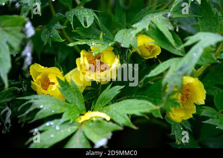 Paeonia suffruticosa,fleur jaune citron,fleurs,floraison,pivoine d'arbre,printemps,jardin,jardins,RM Floral Banque D'Images