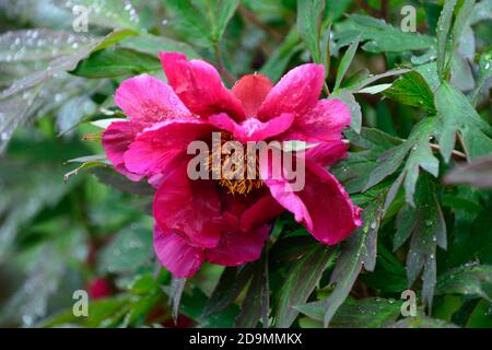 Paeonia suffruticosa,rose violet fleur,fleurs,floraison,arbre pivoine,printemps,jardin,jardins,RM Floral Banque D'Images