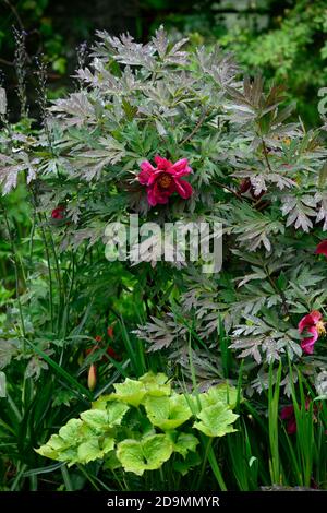Paeonia suffruticosa,rose violet fleur,fleurs,floraison,arbre pivoine,printemps,jardin,jardins,RM Floral Banque D'Images