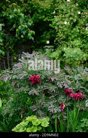 Paeonia suffruticosa,rose violet fleur,fleurs,floraison,arbre pivoine,printemps,jardin,jardins,RM Floral Banque D'Images