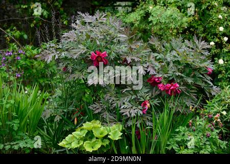 Paeonia suffruticosa,rose violet fleur,fleurs,floraison,arbre pivoine,printemps,jardin,jardins,RM Floral Banque D'Images