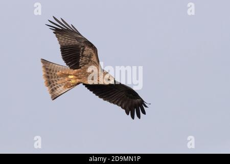 Cerf-volant noir (Milvus migrans), juvénile en vol, Basilicate, Italie Banque D'Images