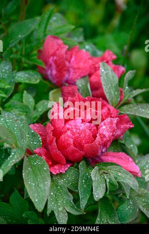 Paeonia suffruticosa,rose violet fleur,fleurs,floraison,arbre pivoine,printemps,jardin,jardins,RM Floral Banque D'Images